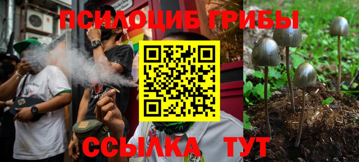 Псилоцибиновые грибы Psilocybe Омск