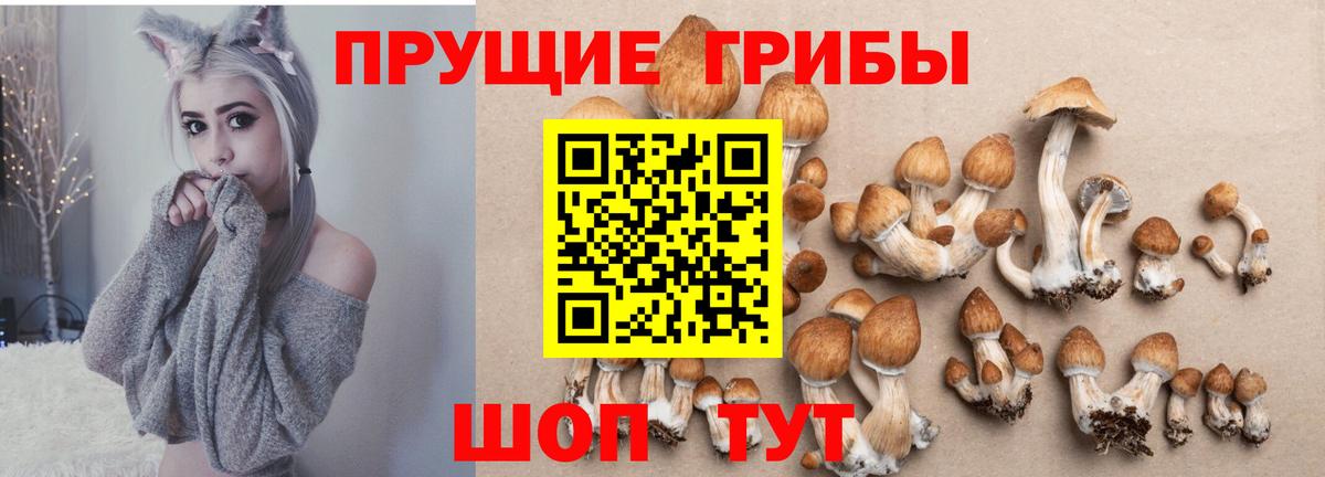 Омск  Псилоцибиновые грибы Psilocybe  Вход с VPN 